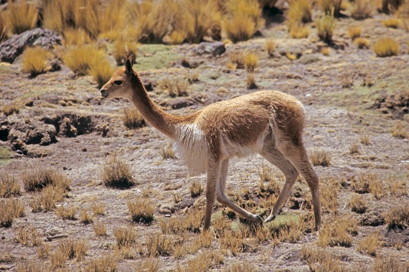 238-22-Bearbeitet.jpg - vicuña, trotz schutz werden sie immer noch gewildert